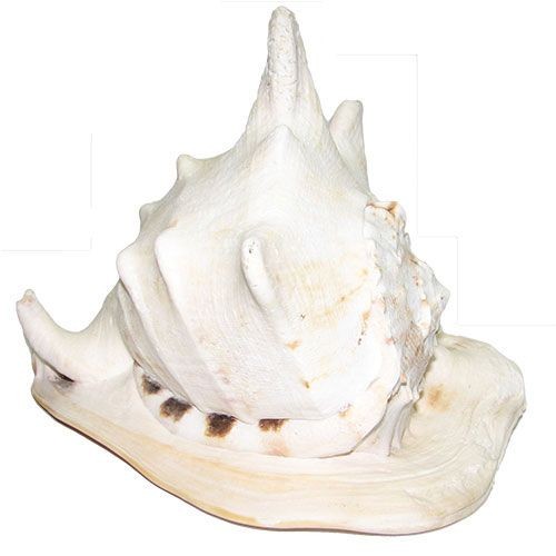 Раковина морская Кассис корнута 11"