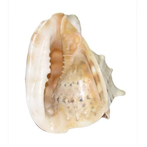 Раковина морская Кассис корнута 8"