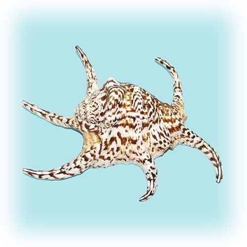 Раковина морская Ламбис чирагра большой