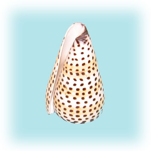 Раковина морская Конус литиратус средний