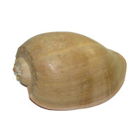 Раковина морская Мело диадема 10''