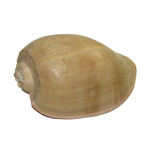 Раковина морская Мело диадема 10'' Раковина морская Мело диадема 10''