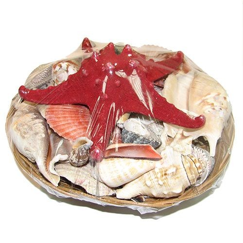 Набор ракушек 8"