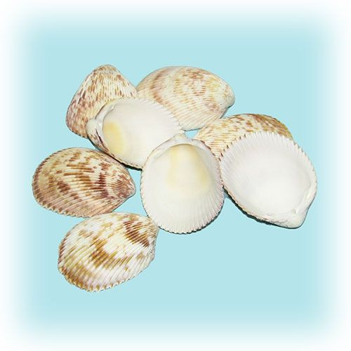 Трахикардиум елонгатум 1кг