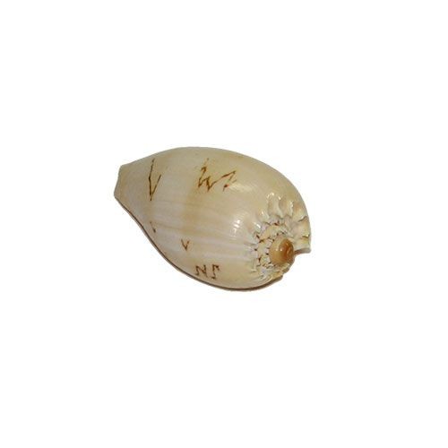 Раковина морская Мело диадема 4-6''