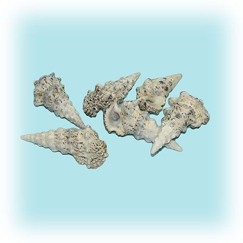 Церетиум нодолосум 1кг