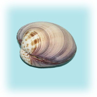 Раковина морская Максима клам большая