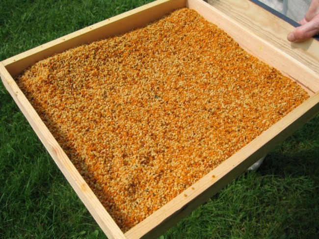 Мед микс с пыльцой 500гр Мед микс с пыльцой 500гр