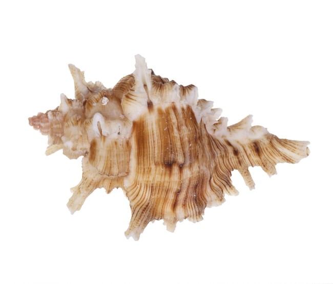Раковина морская Мурекс вьетнамский 5-7см