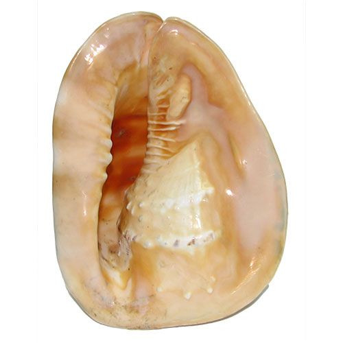 Раковина морская Кассис корнута 12"