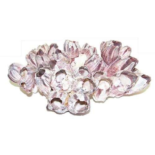 Раковина морская Барнаклс 7-9"