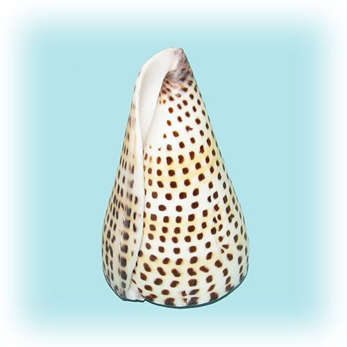 Раковина морская Конус литиратус большой