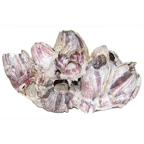 Раковина морская Барнаклс 9-12"