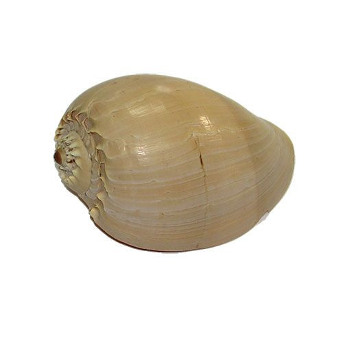 Раковина морская Мело диадема 8-9''