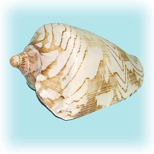 Раковина морская Волюта нобилес 6" Раковина морская Волюта нобилес 6"