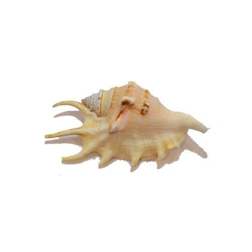 Раковина морская Ламбис ламбис мини Раковина морская Ламбис ламбис мини