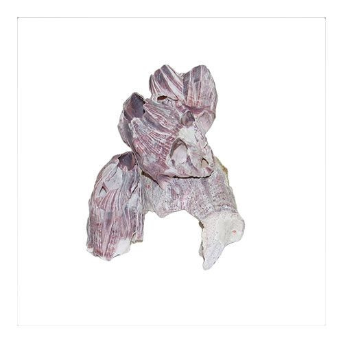 Раковина морская Барнаклс 3-5"