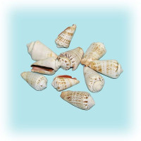 Стромбус лухуанус 1кг