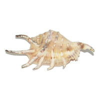 Раковина морская Ламбис черный мини