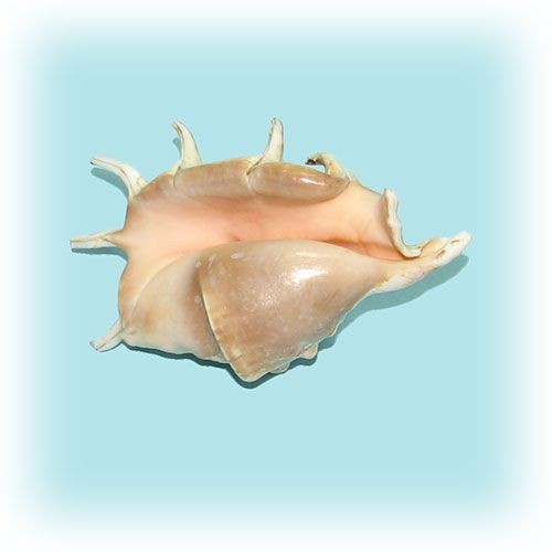 Раковина морская Ламбис ламбис большой