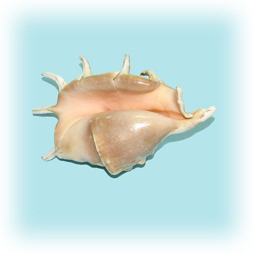 Раковина морская Ламбис ламбис большой