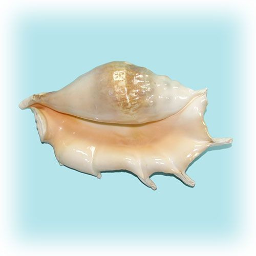 Раковина морская Ламбис трунката вьетнамская